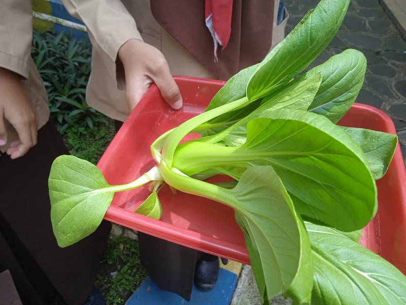 SMAN 1 Bringin Memulai Pesta Panen Sayur Budidaya P5 Gaya Hidup Berkelanjutan
