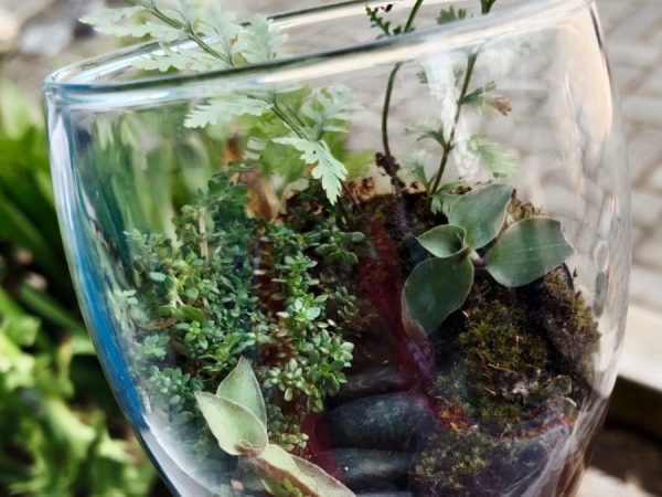 Terarium Sebagai Implementasi Pembelajaran Berdiferensiasi Proyek IPAS Terarium Sebagai Implementasi Pembelajaran Berdiferensiasi Proyek IPAS
